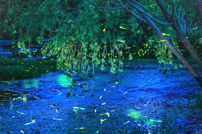 仲夏夜之梦,宿迁萤火虫漫天飞舞灿若繁星((3195950)-20230711084108 仲夏夜之梦,宿迁萤火虫漫天飞舞灿若繁星((3195950)-20230711084108