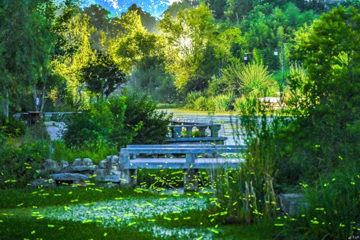 仲夏夜之梦,宿迁萤火虫漫天飞舞灿若繁星((3195953)-20230711084122 仲夏夜之梦,宿迁萤火虫漫天飞舞灿若繁星((3195953)-20230711084122
