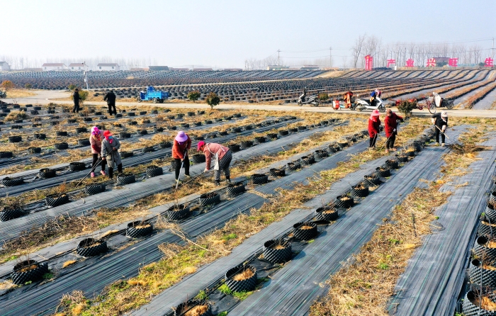 图说丨泗阳：田间地头助农忙(分离图)微信(6737645)-20240312085909