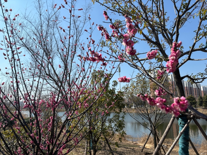 （全媒，宿迁发布）烂漫春光好&nbsp;这份赏花地(6933848)-20240325084729