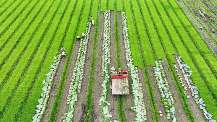 “订单秧苗”俏乡村(报纸)(8275370)-20240625092310 “订单秧苗”俏乡村(报纸)(8275370)-20240625092310