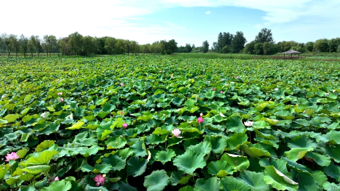 图说_泗洪:洪泽湖湿地景区1300亩荷花(8543609)-20240712084913 图说_泗洪:洪泽湖湿地景区1300亩荷花(8543609)-20240712084913