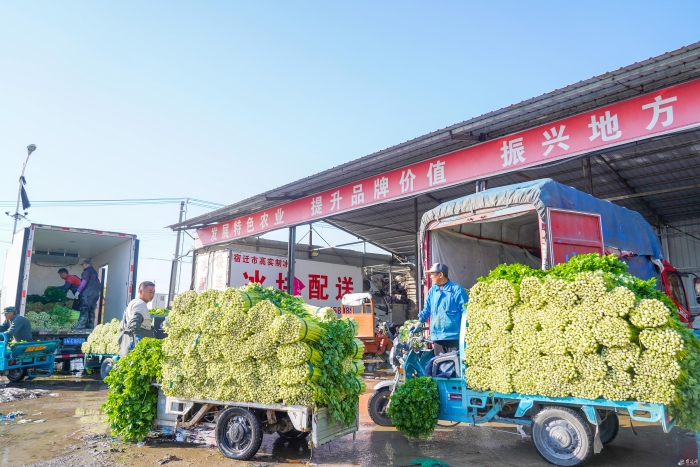芹菜喜丰收(全媒体)(分离图)芹菜喜丰收(10394829)-20241111085948 芹菜喜丰收(全媒体)(分离图)芹菜喜丰收(10394829)-20241111085948
