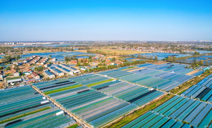 芹菜喜丰收(全媒体)(分离图)芹菜喜丰收(10394832)-20241111085854 芹菜喜丰收(全媒体)(分离图)芹菜喜丰收(10394832)-20241111085854